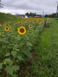 🌻がいっぱい！