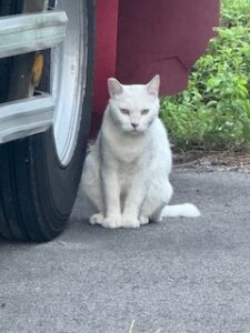 かわいいお客様🐈