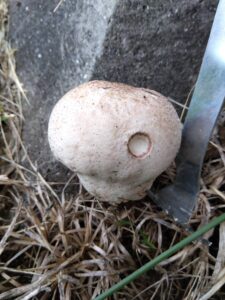 庭にキノコが出現！！！