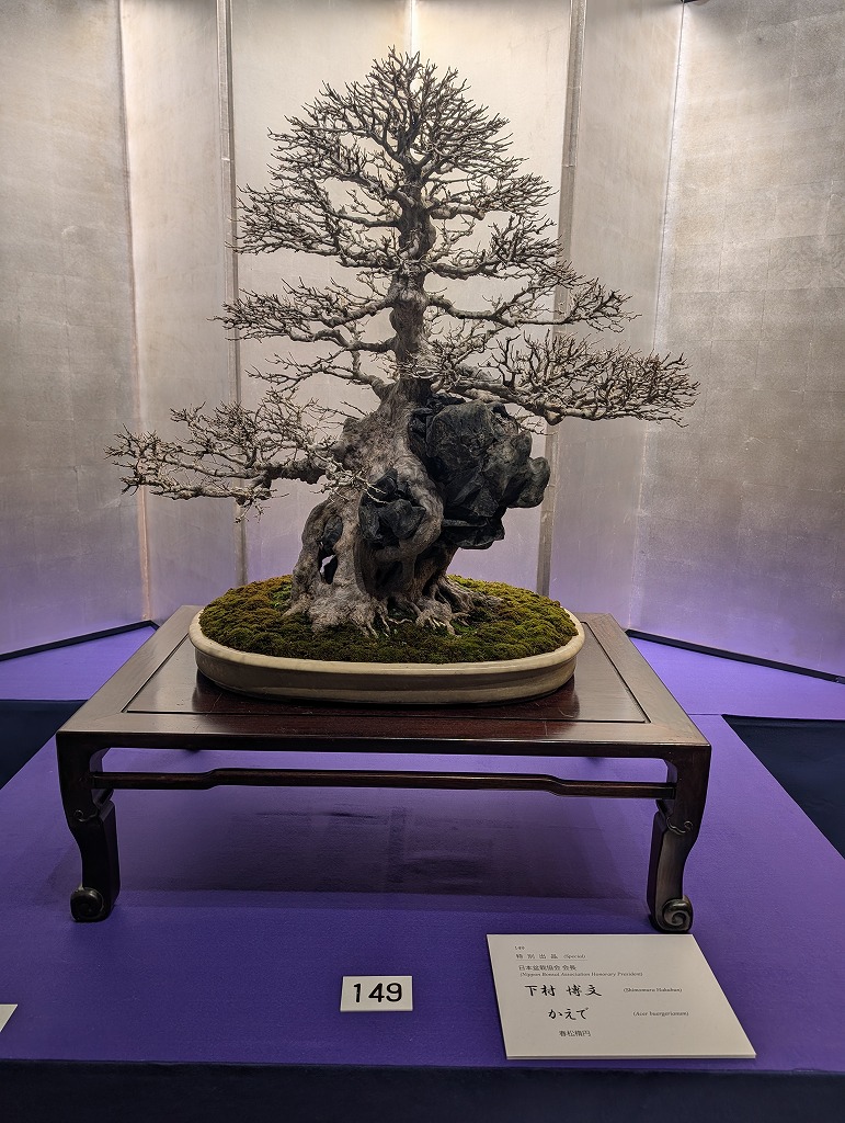 第１００回国風盆栽展に参加してきました。